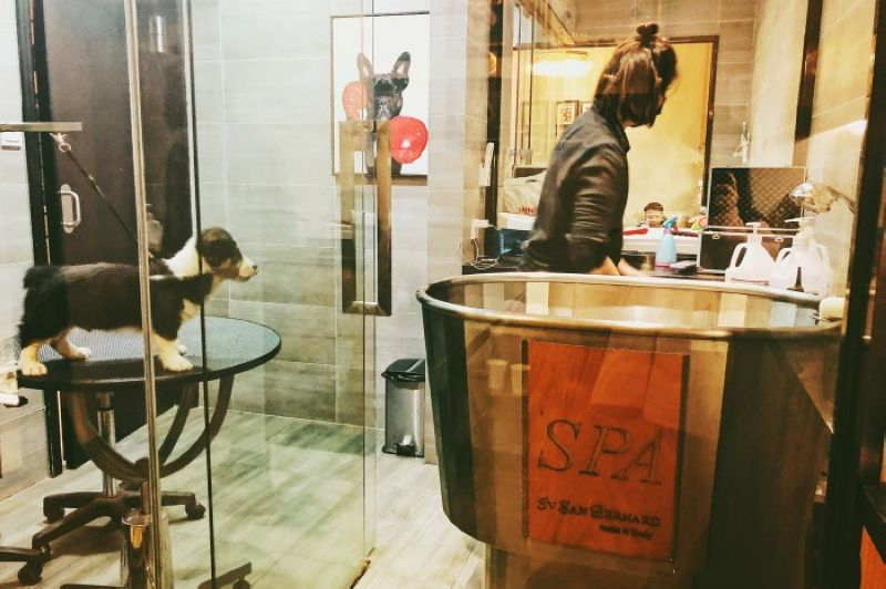 Rock & Bones Pet Shop 